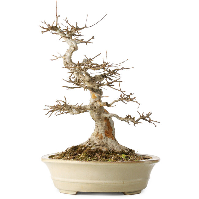 Acer buergerianum, 46 cm, ± 30 years old, with a nebari of 25 cm