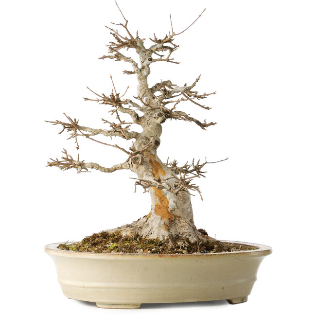 Acer buergerianum, 46 cm, ± 30 años, con un nebari de 25 cm