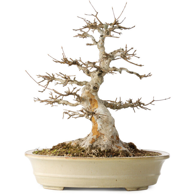 Acer buergerianum, 46 cm, ± 30 Jahre alt, mit einem Nebari von 25 cm