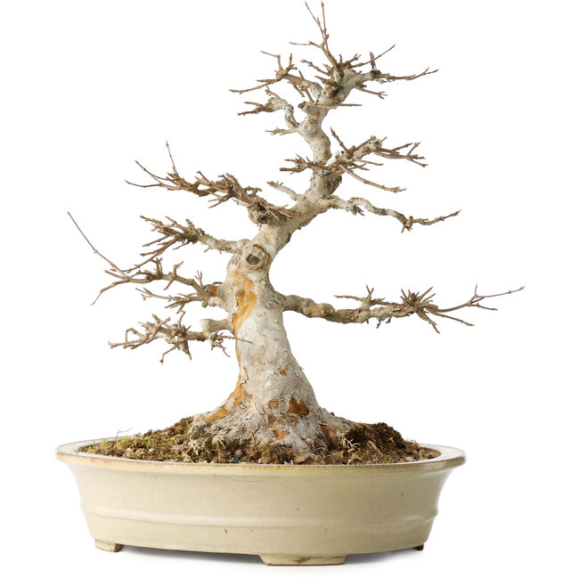 Acer buergerianum, 46 cm, ± 30 years old, with a nebari of 25 cm