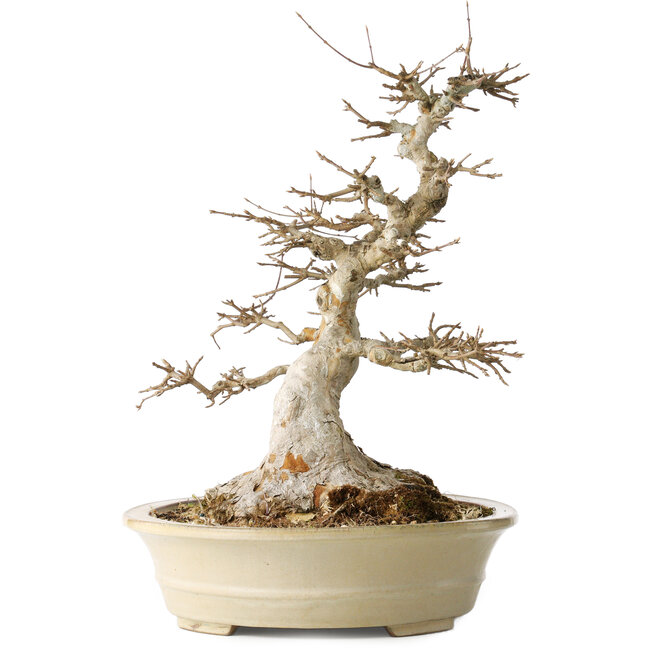 Acer buergerianum, 46 cm, ± 30 Jahre alt, mit einem Nebari von 25 cm