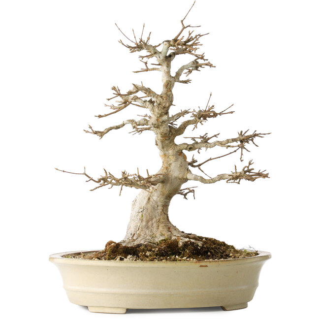 Acer buergerianum, 46 cm, ± 30 Jahre alt, mit einem Nebari von 25 cm