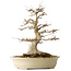 Acer buergerianum, 46 cm, ± 30 jaar oud, met een nebari van 25 cm