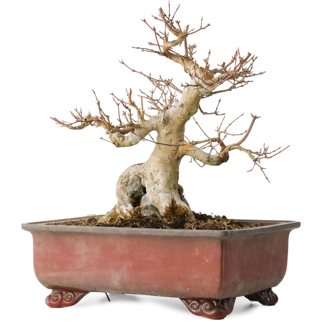 Acer buergerianum, 31 cm, ± 25 ans