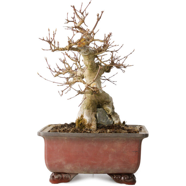 Acer buergerianum, 31 cm, ± 25 anni