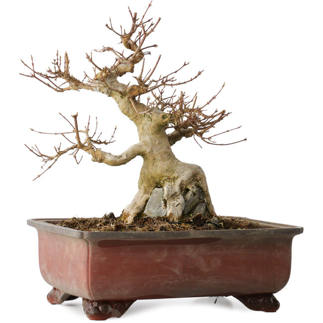 Acer buergerianum, 31 cm, ± 25 jaar oud