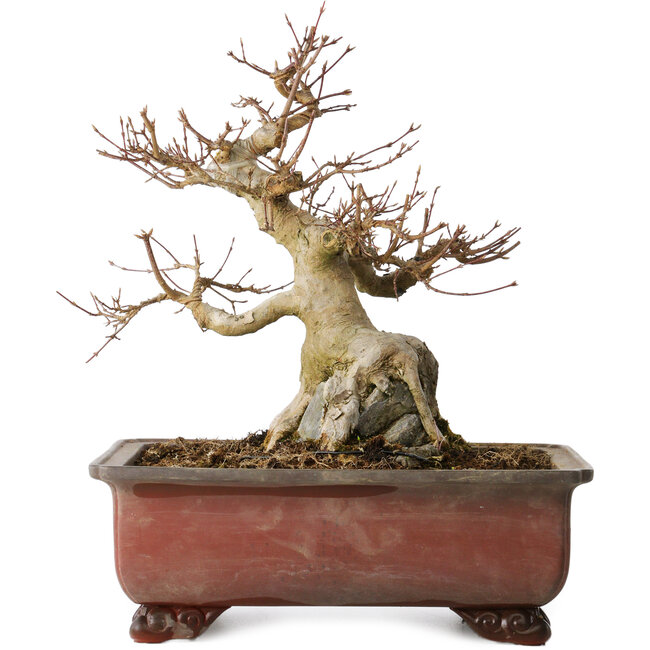 Acer buergerianum, 31 cm, ± 25 ans