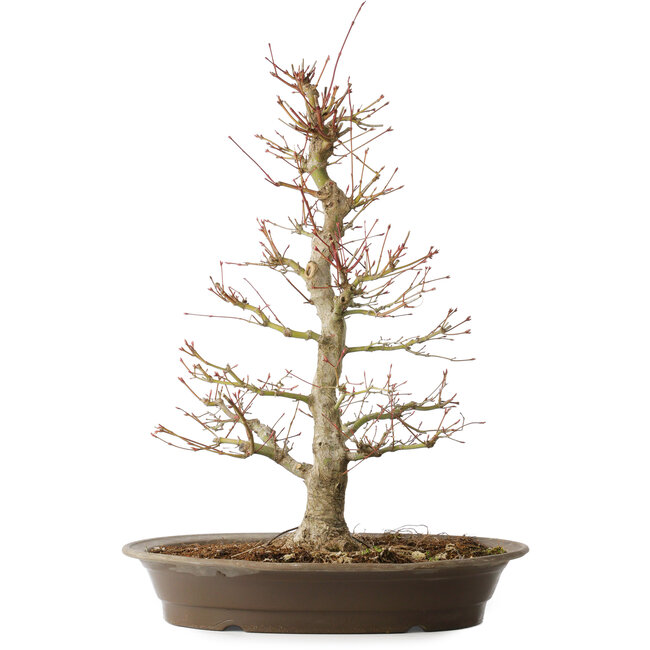 Acer palmatum, 48 cm, ± 25 jaar oud, met een nebari van 14 cm