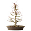 Acer palmatum, 48 cm, ± 25 jaar oud, met een nebari van 14 cm