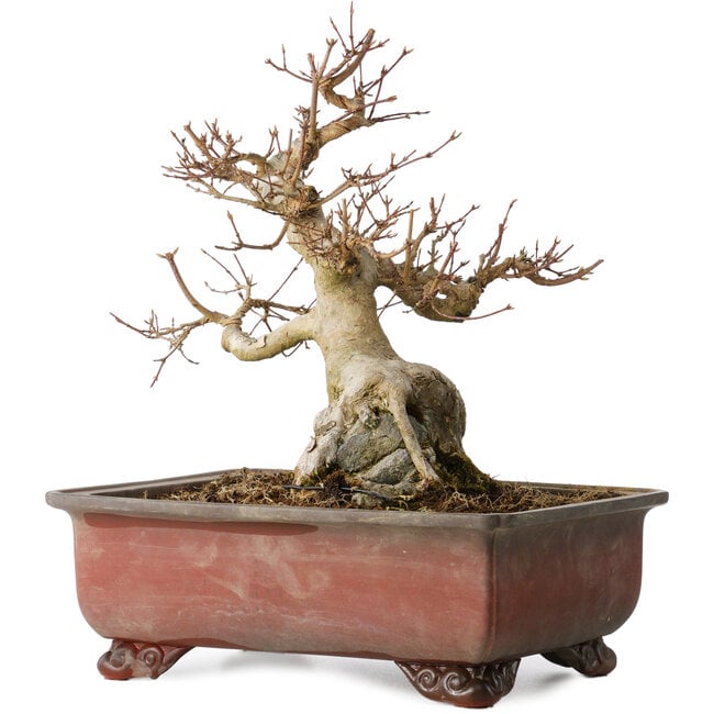 Acer buergerianum, 31 cm, ± 25 Jahre alt