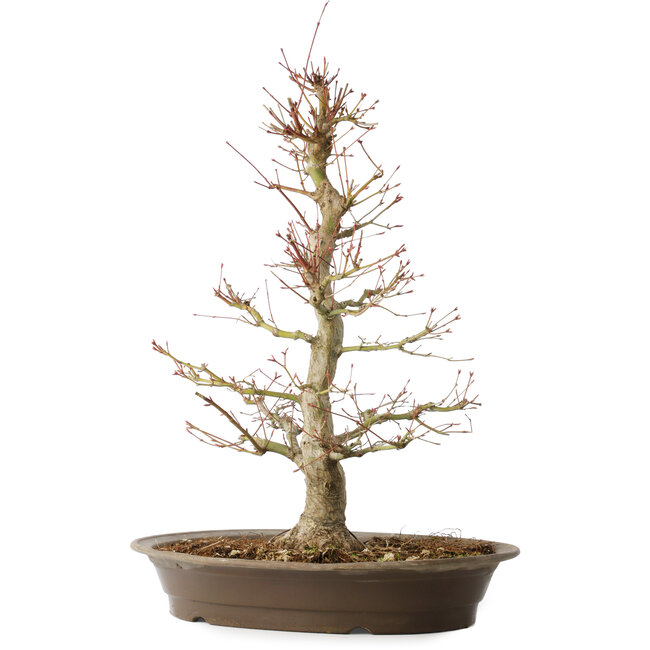 Acer palmatum, 48 cm, ± 25 anni, con un nebari di 14 cm