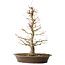 Acer palmatum, 48 cm, ± 25 jaar oud, met een nebari van 14 cm