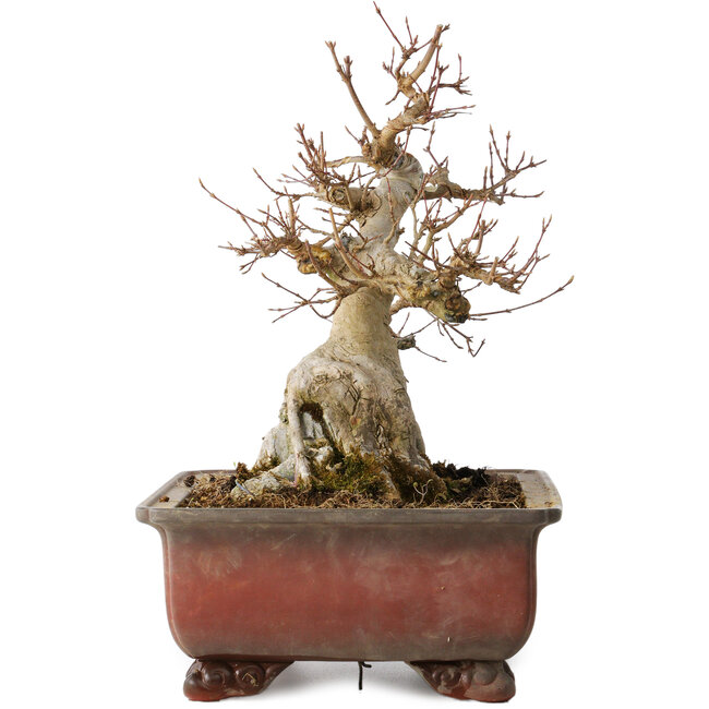 Acer buergerianum, 31 cm, ± 25 jaar oud