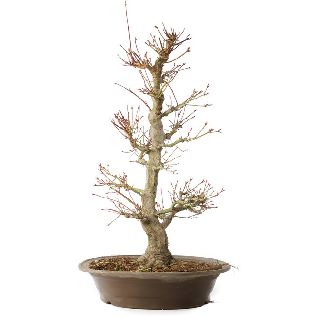 Acer palmatum, 48 cm, ± 25 ans, avec un nebari de 14 cm