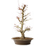 Acer palmatum, 48 cm, ± 25 jaar oud, met een nebari van 14 cm