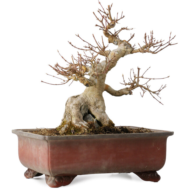 Acer buergerianum, 31 cm, ± 25 jaar oud