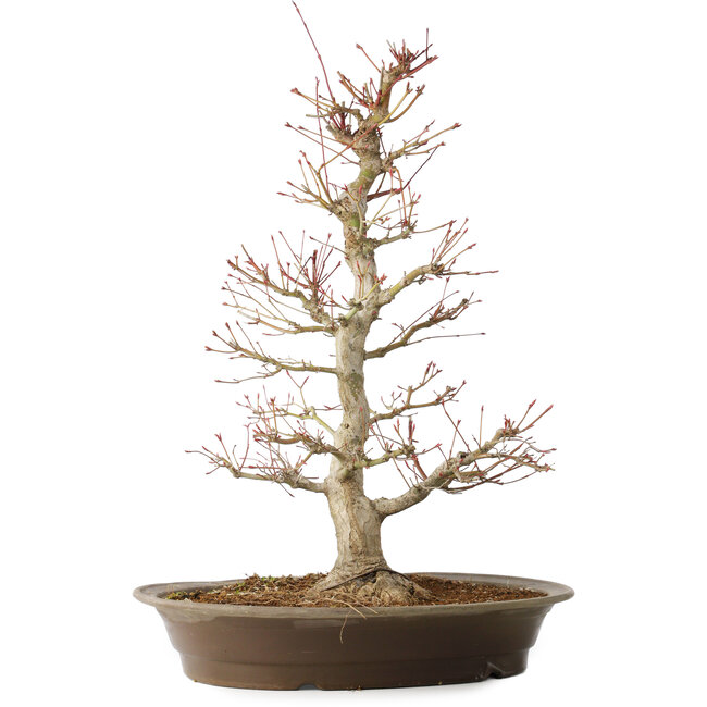 Acer palmatum, 48 cm, ± 25 jaar oud, met een nebari van 14 cm