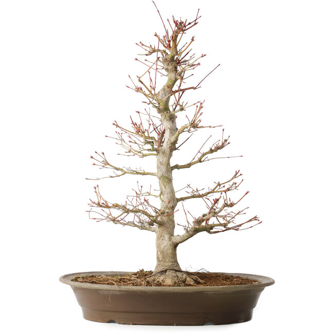 Acer palmatum, 48 cm, ± 25 ans, avec un nebari de 14 cm