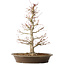 Acer palmatum, 48 cm, ± 25 jaar oud, met een nebari van 14 cm