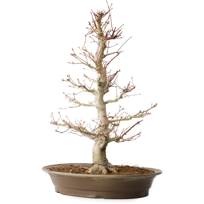 Acer palmatum, 48 cm, ± 25 years old, with a nebari of 14 cm