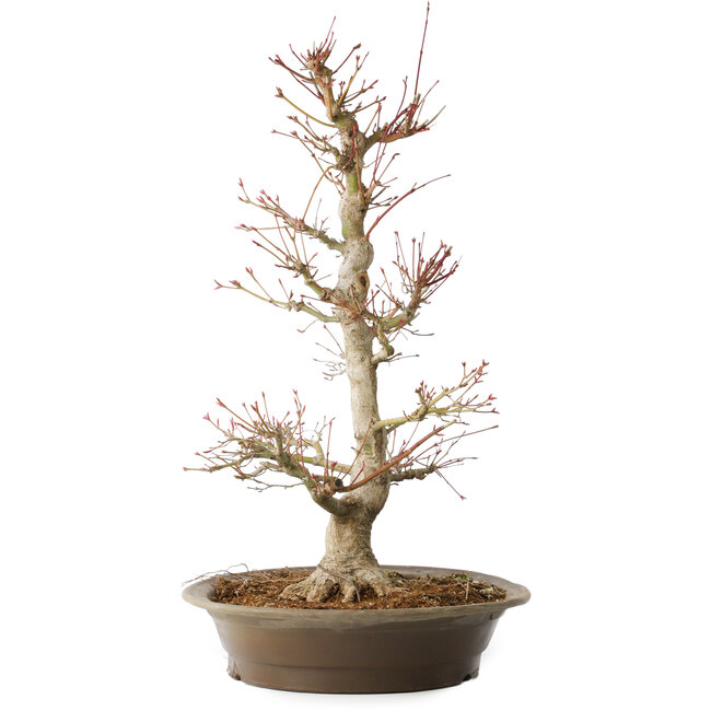 Acer palmatum, 48 cm, ± 25 ans, avec un nebari de 14 cm