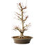 Acer palmatum, 48 cm, ± 25 jaar oud, met een nebari van 14 cm