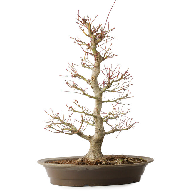 Acer palmatum, 48 cm, ± 25 anni, con un nebari di 14 cm