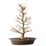 Acer palmatum, 48 cm, ± 25 jaar oud, met een nebari van 14 cm