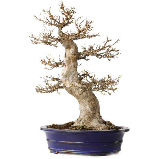 Acer buergerianum, 55 cm, ± 35 Jahre alt, mit einem Nebari von 29 cm