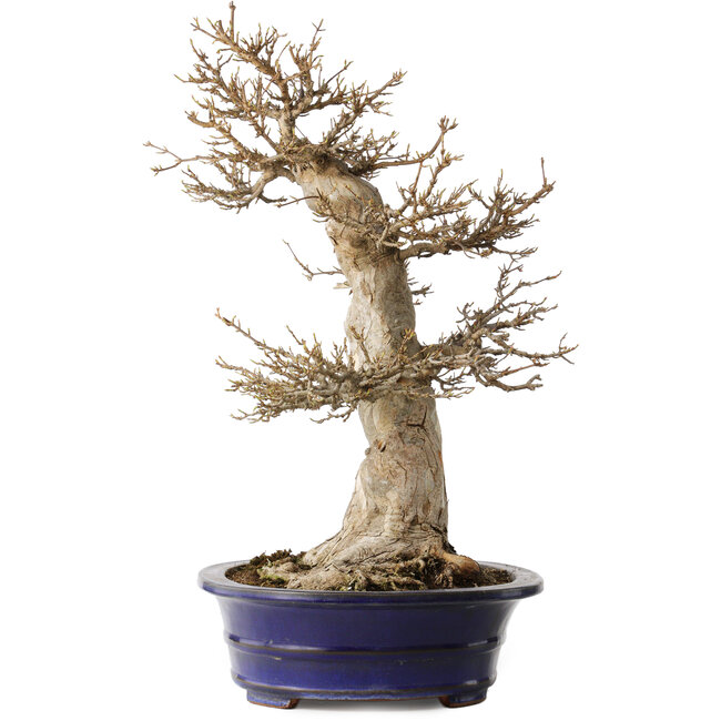 Acer buergerianum, 55 cm, ± 35 anni, con un nebari di 29 cm