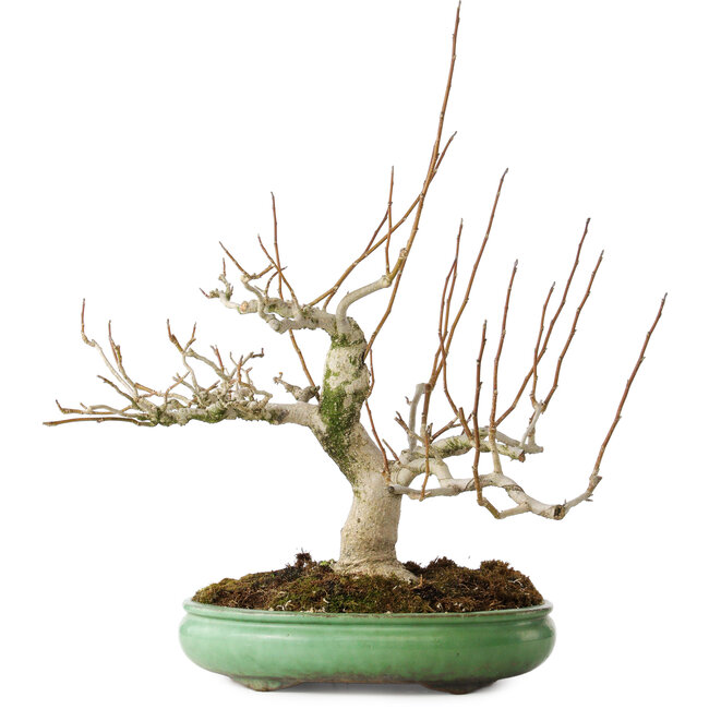 Magnolia stellata, 32 cm, ± 30 jaar oud, met een nebari van 14 cm, in een handgemaakte Japanse pot van Shuhou
