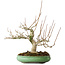 Magnolia stellata, 32 cm, ± 30 jaar oud, met een nebari van 14 cm, in een handgemaakte Japanse pot van Shuhou