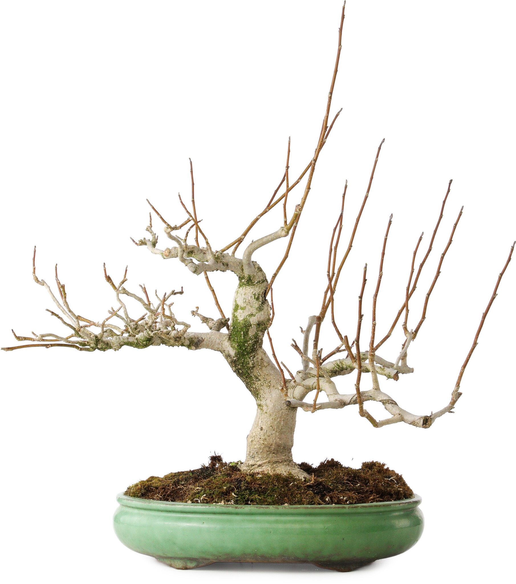 Magnolia stellata, 32 cm,  30 years old, with a nebari of 14 cm, in a  handmade Japanese pot by Shuhou - Bonsai Plaza