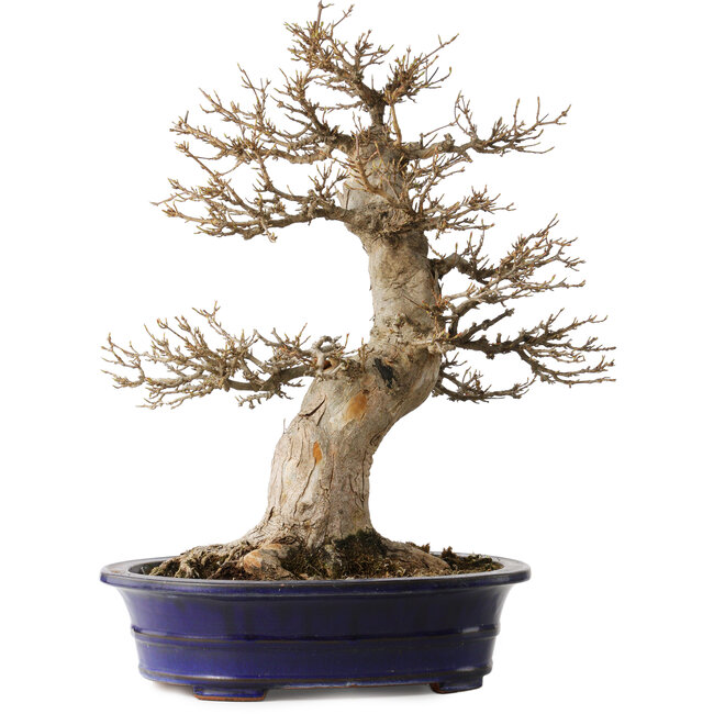 Acer buergerianum, 55 cm, ± 35 ans, avec un nebari de 29 cm