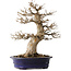 Acer buergerianum, 55 cm, ± 35 jaar oud, met een nebari van 29 cm