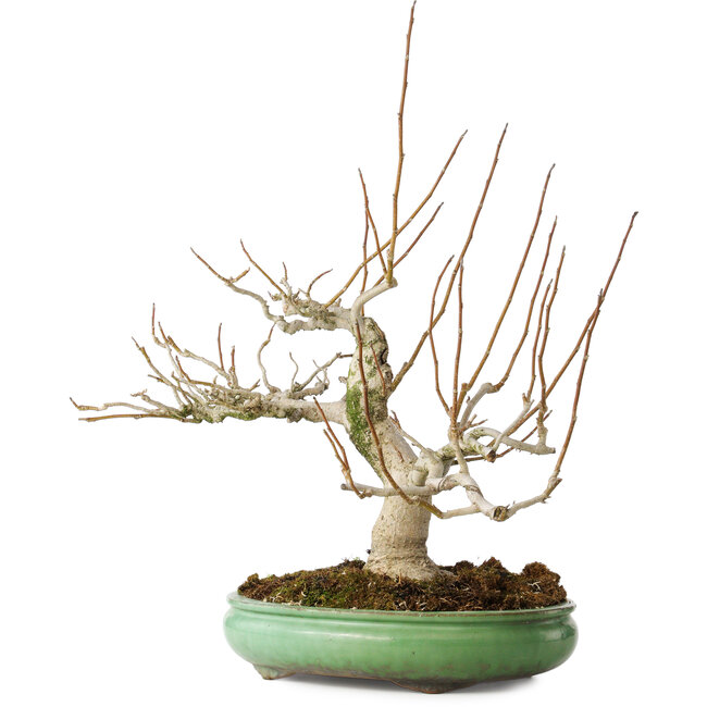 Magnolia stellata, 32 cm, ± 30 años, con un nebari de 14 cm, en una maceta japonesa hecha a mano por Shuhou