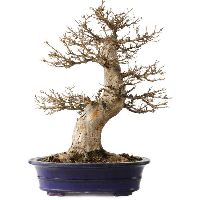 Acer buergerianum, 55 cm, ± 35 ans, avec un nebari de 29 cm