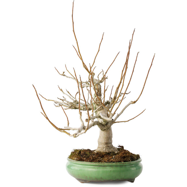 Magnolia stellata, 32 cm, ± 30 jaar oud, met een nebari van 14 cm, in een handgemaakte Japanse pot van Shuhou