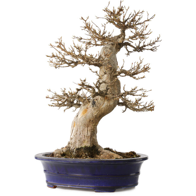 Acer buergerianum, 55 cm, ± 35 años, con un nebari de 29 cm