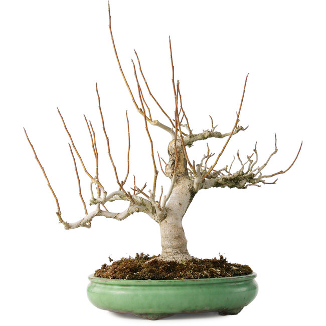 Magnolia stellata, 32 cm, ± 30 jaar oud, met een nebari van 14 cm, in een handgemaakte Japanse pot van Shuhou