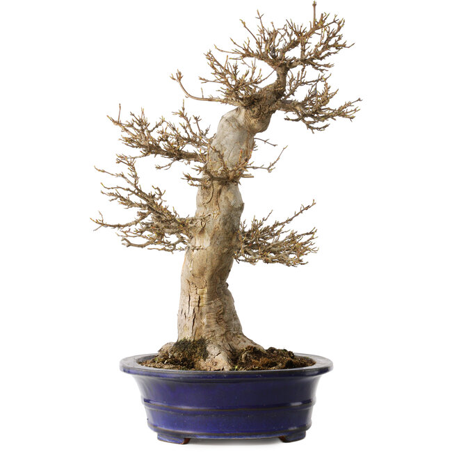 Acer buergerianum, 55 cm, ± 35 años, con un nebari de 29 cm