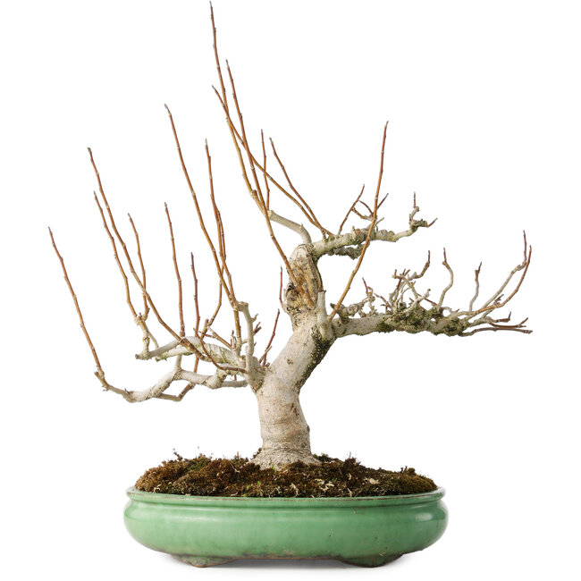 Magnolia stellata, 32 cm, ± 30 ans, avec un nebari de 14 cm, dans un pot japonais fait main par Shuhou