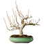 Magnolia stellata, 32 cm, ± 30 jaar oud, met een nebari van 14 cm, in een handgemaakte Japanse pot van Shuhou