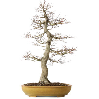 Acer palmatum, 74 cm, ± 35 jaar oud