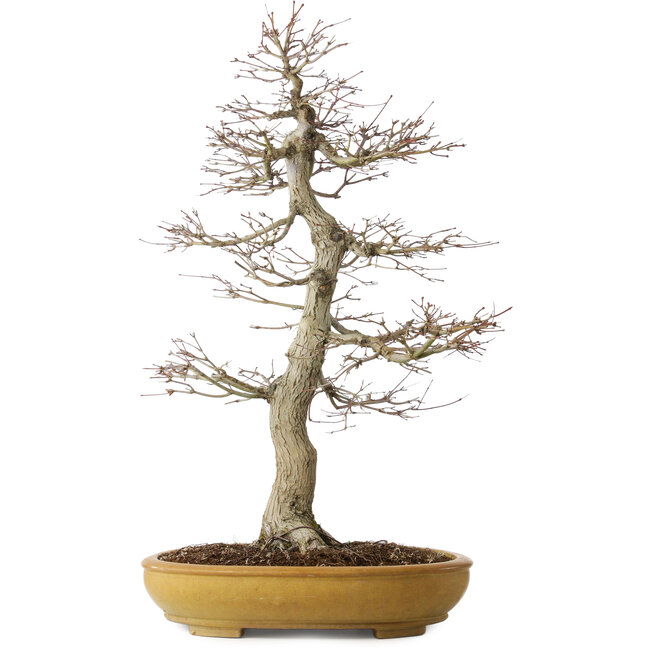 Acer palmatum, 74 cm, ± 35 jaar oud, in een handgemaakte Japanse pot