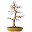 Acer palmatum, 74 cm, ± 35 jaar oud, in een handgemaakte Japanse pot