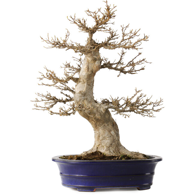 Acer buergerianum, 55 cm, ± 35 Jahre alt, mit einem Nebari von 29 cm