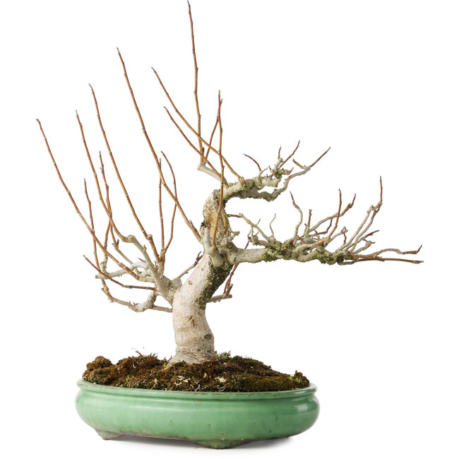 Magnolia stellata, 32 cm, ± 30 anni, con un nebari di 14 cm, in un vaso giapponese fatto a mano da Shuhou