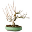 Magnolia stellata, 32 cm, ± 30 jaar oud, met een nebari van 14 cm, in een handgemaakte Japanse pot van Shuhou