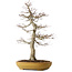 Acer palmatum, 74 cm, ± 35 jaar oud, in een handgemaakte Japanse pot